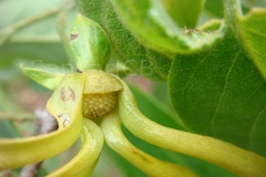 Desmos chinensis